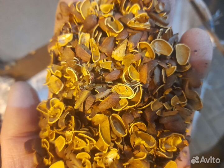 Скорлупа кедрового ореха