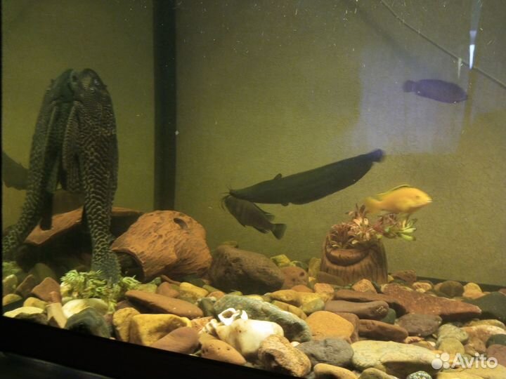 Аквариум на 420 литров с рыбками