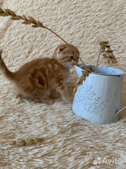 Вислоухие малыши, медвежий тип