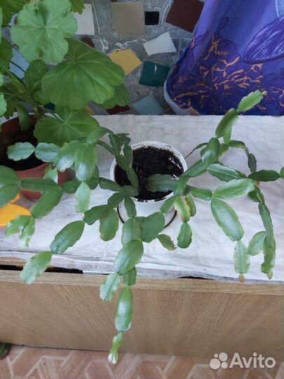 Декабрист, драцена