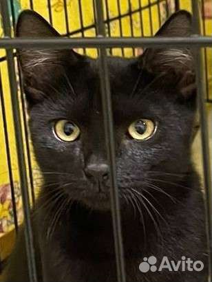 Черный котенок в клетке ждёт вас