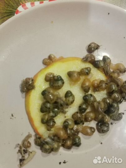 Ахатина ретикулята