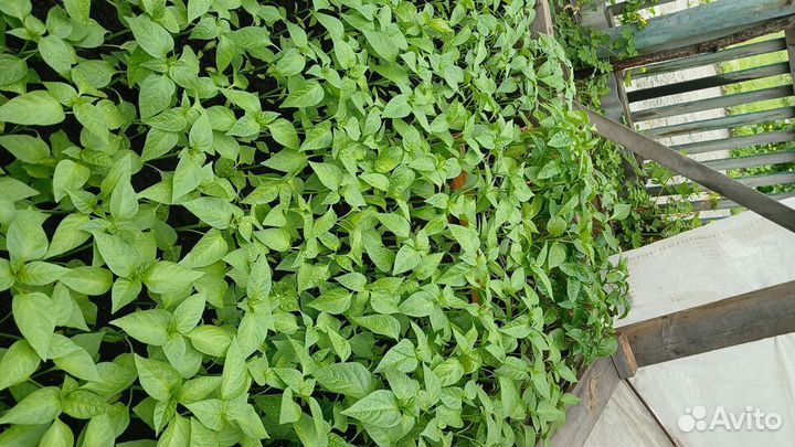 Рассада помидоров томатов перцев баклажан