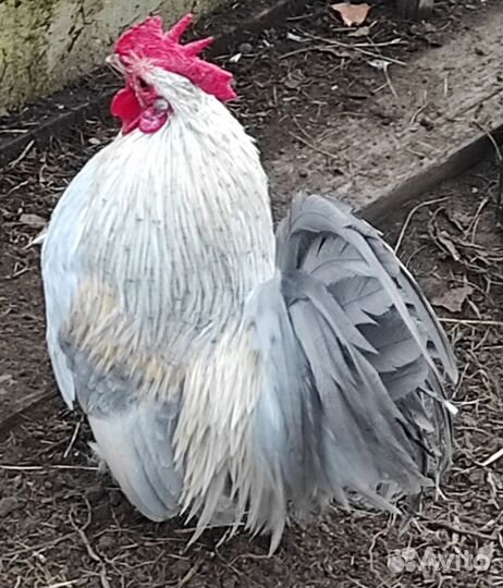 Куры бентамки(петушки)