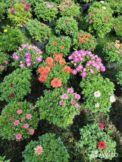 Хризантемы мультифлоры