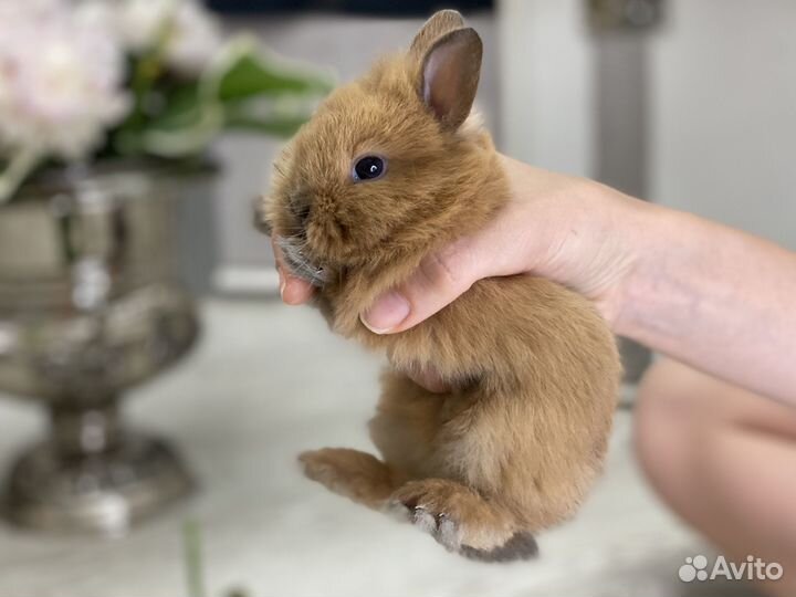 Карликовый кролик