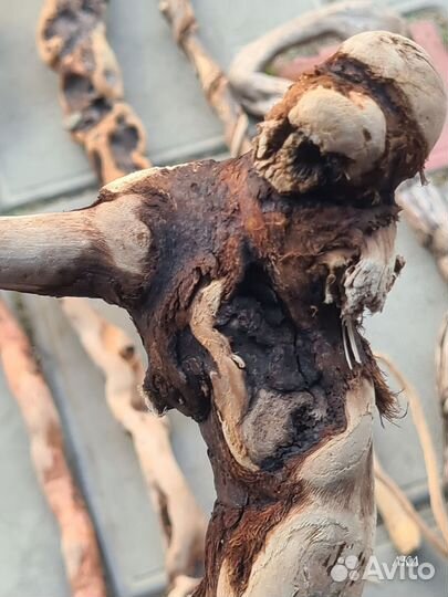 Коряги дрифтвуд