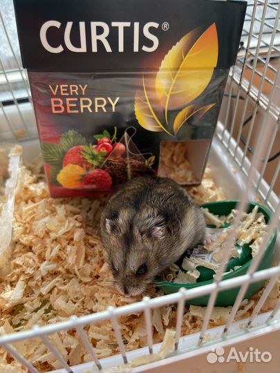 Джунгарский хомяк