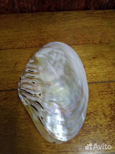 Раковины морские большие,разные