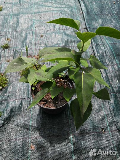 Саженцы хвойных и декоративных растений