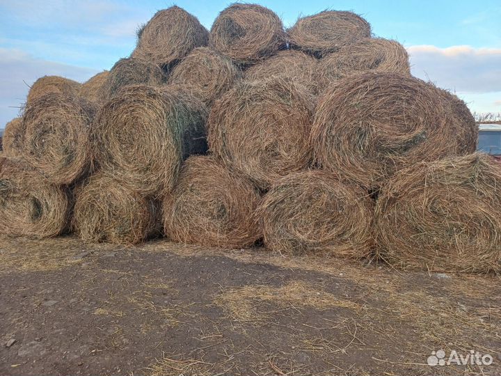 Продам сено в рулонах