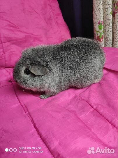 Морская свинка тедди