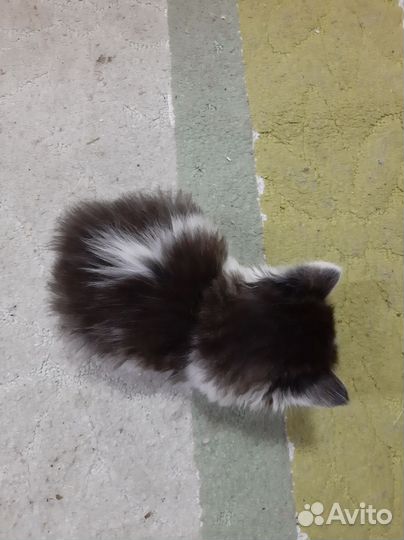Сибирские котята