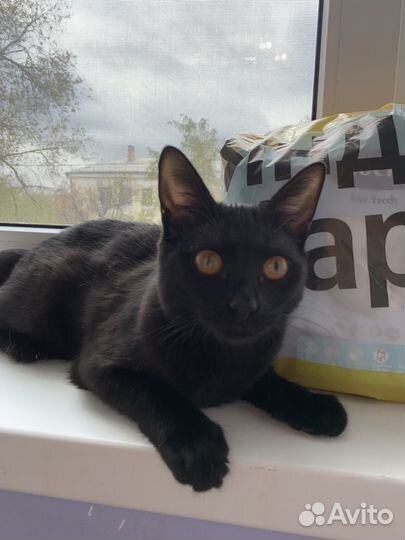 Кошка 7 месяцев