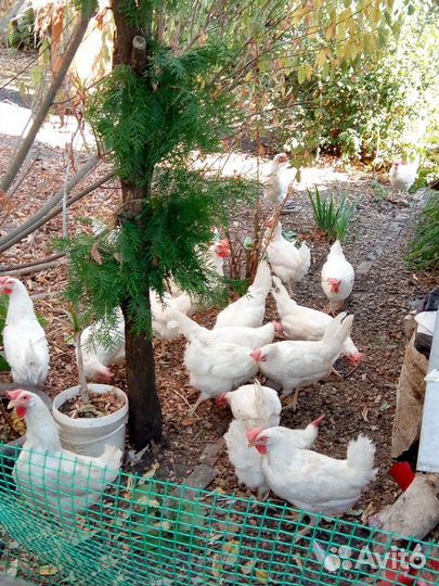 Куры несушки домашние