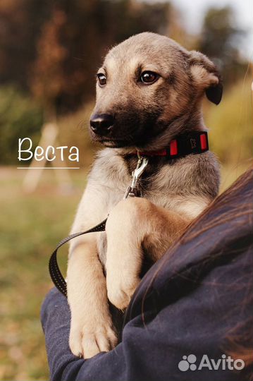 Щенок из приюта ищет семью