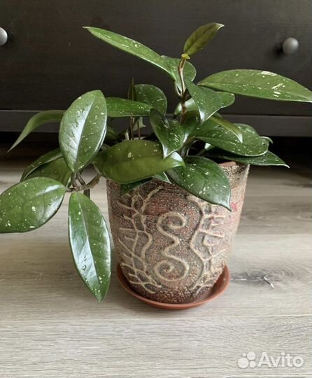 Хлорофитум зеленый и другие комнатные растения