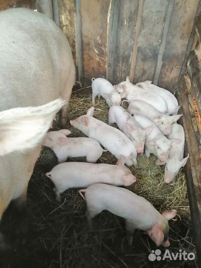 Поросята