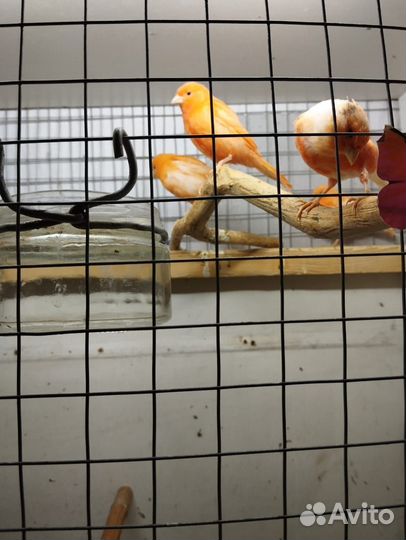 Кенара и канарейки