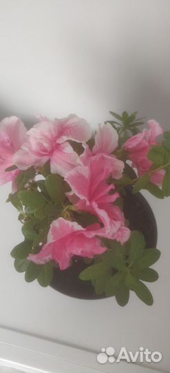 Азалия комнатная