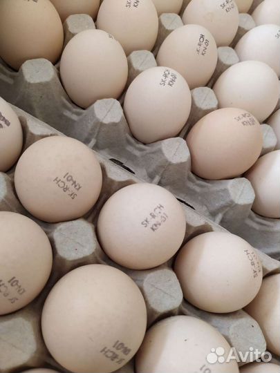 Инкубационное яйцо оптом и в розницу