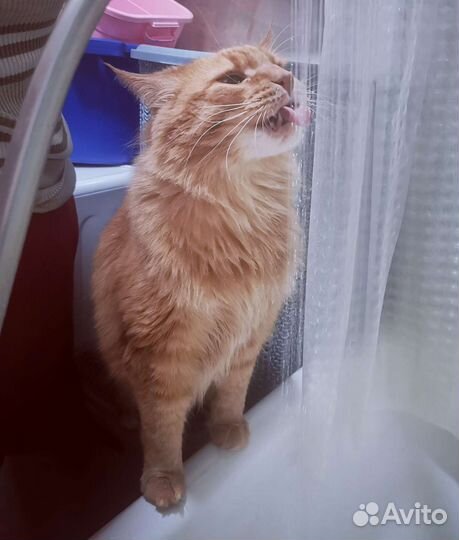 Домашняя передержка животных, зооняня