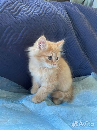 Домашние животные кошки