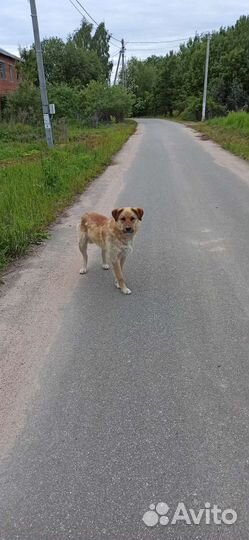 Пес в добрые руки