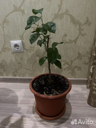 Мандариновое дерево