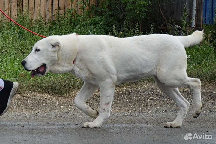 Среднеазиатская овчарка. Девочка 7 месяцев
