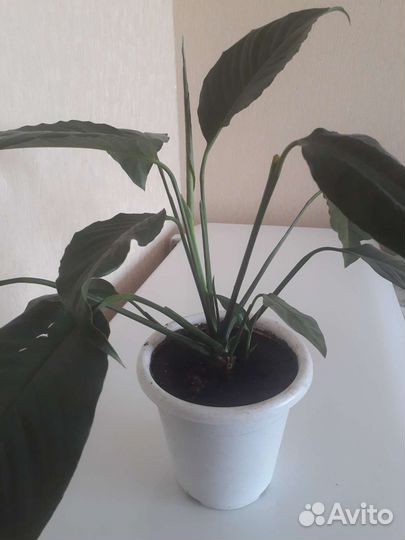 Спатифиллум