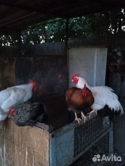 Куры и петухи