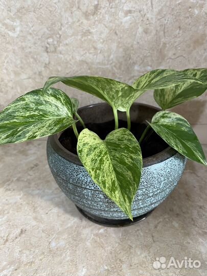 Взрослые комнатные цветы