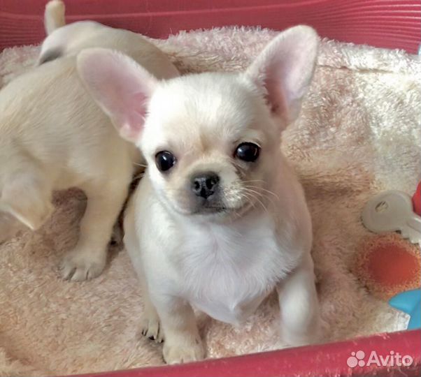Девочка чихуахуа