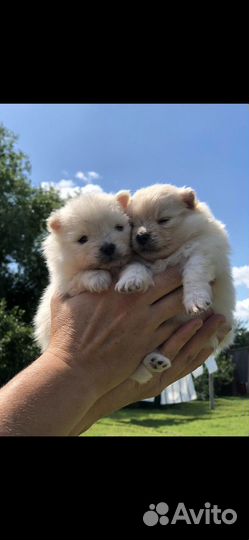 Собака померанский шпиц продам