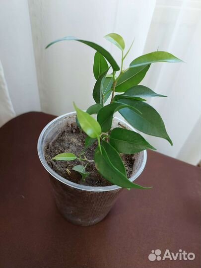 Фикус Бенджамина Экзотика