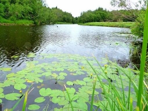 Участок 21,4 сот. (ИЖС)