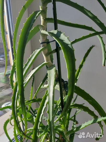 Алоэ древовидное