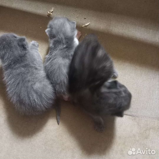 Британские котята