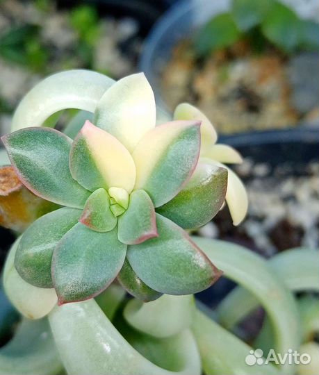 Суккуленты