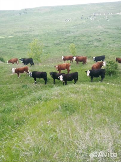 Продам 18голов