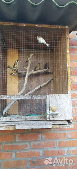 Продаю певчих птиц щеглы, чижи, зяблики, овсянки