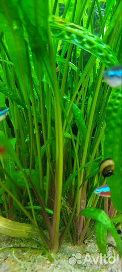 Растения для аквариума