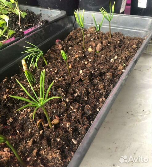 Кедр сибирский и корейский