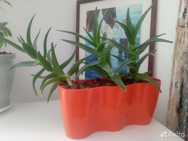 Алоэ лечебный