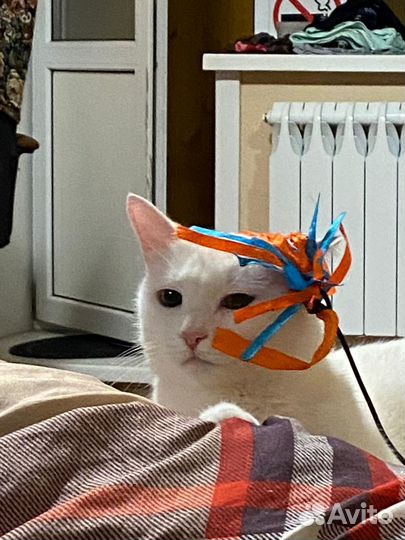 Кошка в добрые руки бесплатно