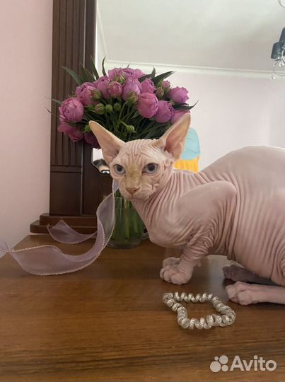 Канадский сфинкс Вязка