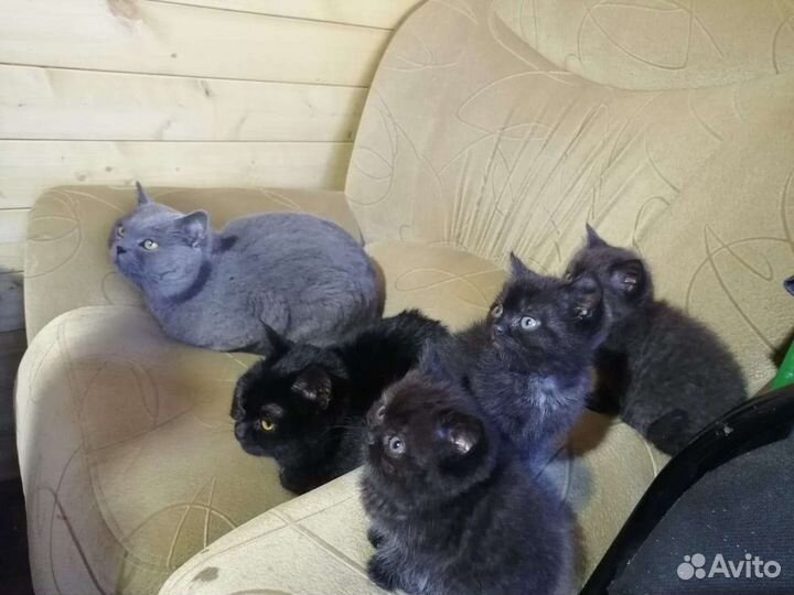 Котята шотландские крысоловы 2 месяца