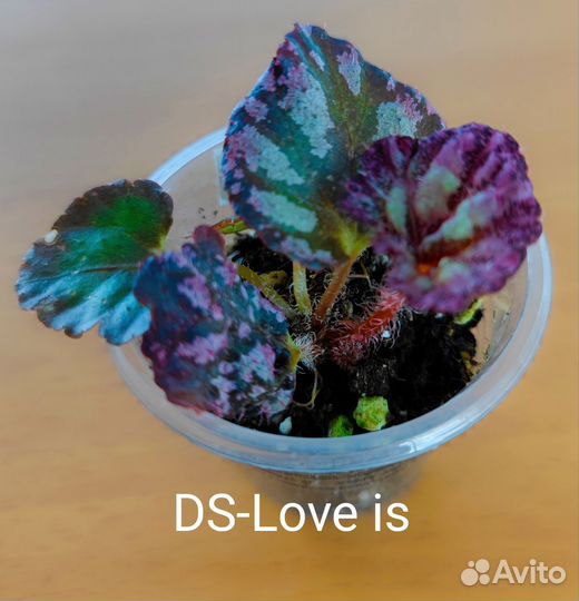 Бегонии DS, часть 1