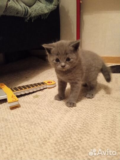 Шотландские котята